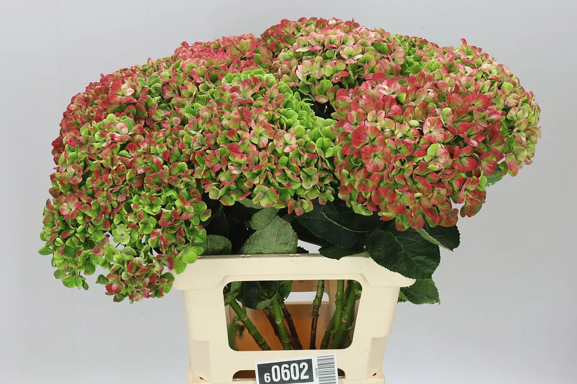 Hyd Coral Classic • 65 cm