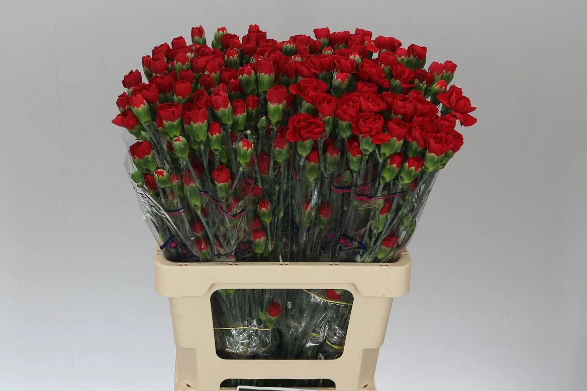 Di Tr Red • 65 cm