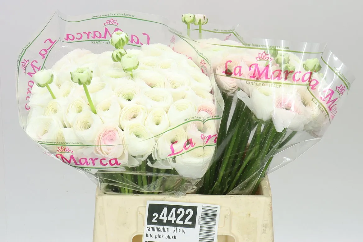 Iskerník . Kl S White • 40 cm