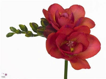 Frézia plnokvetá Red
