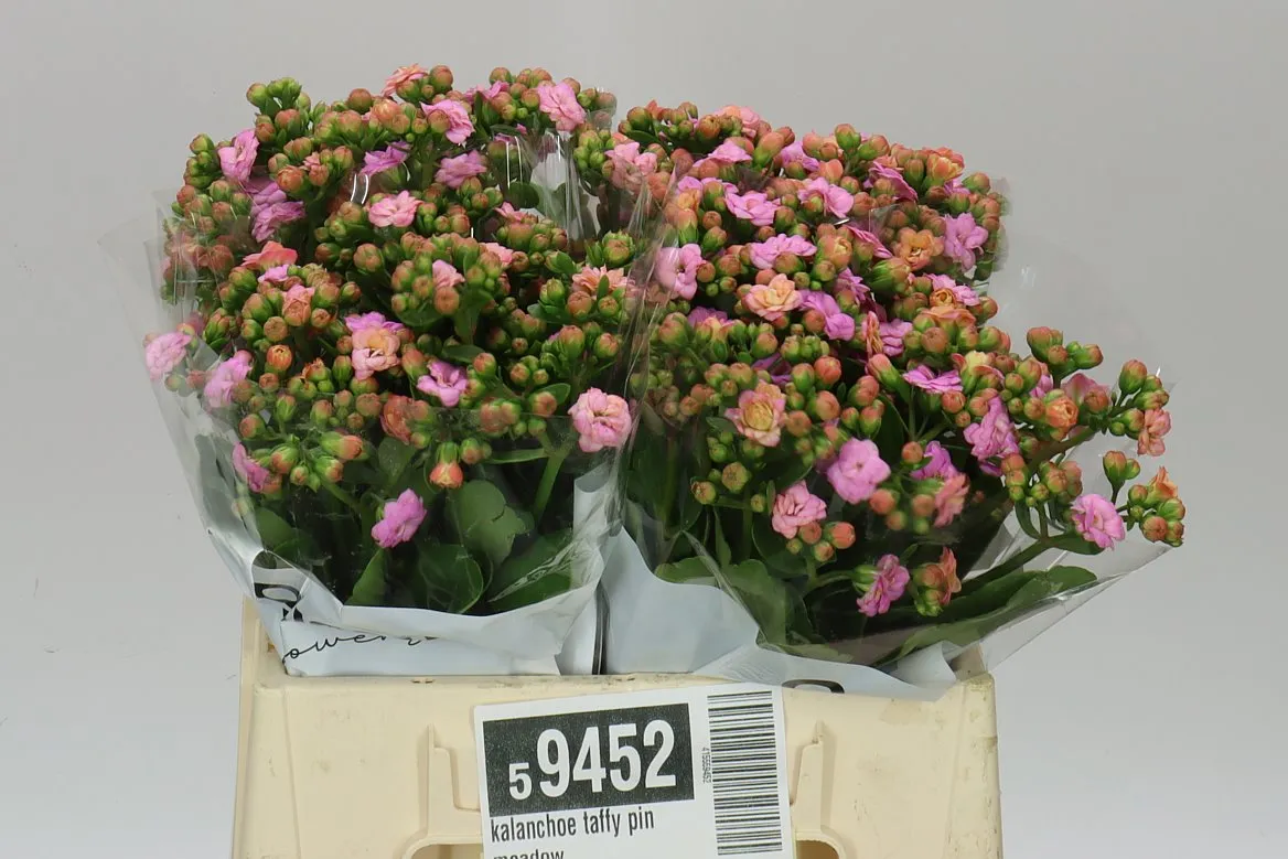 Kalanchoe Taffy Pink • 40 cm