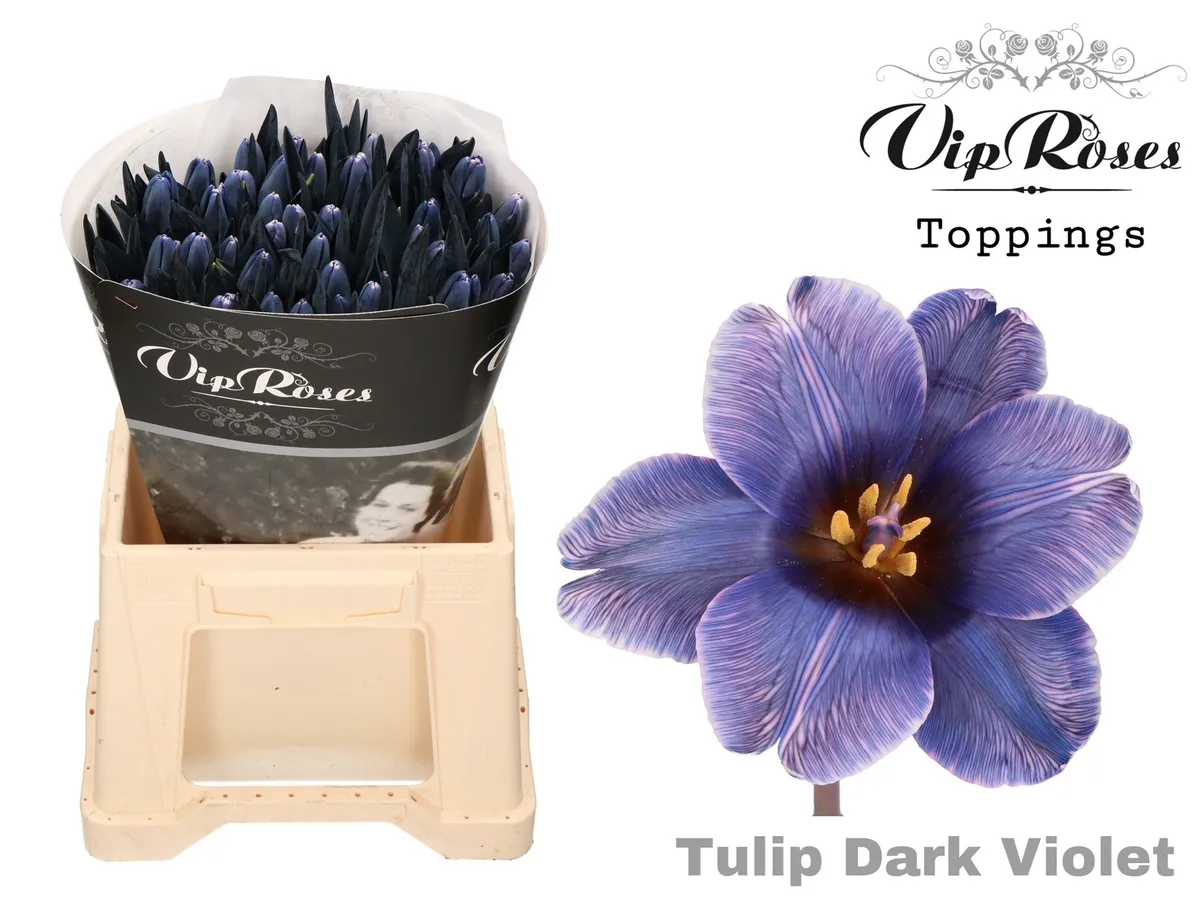 Tulipán jednoduchý A Dark Violet • 40 cm
