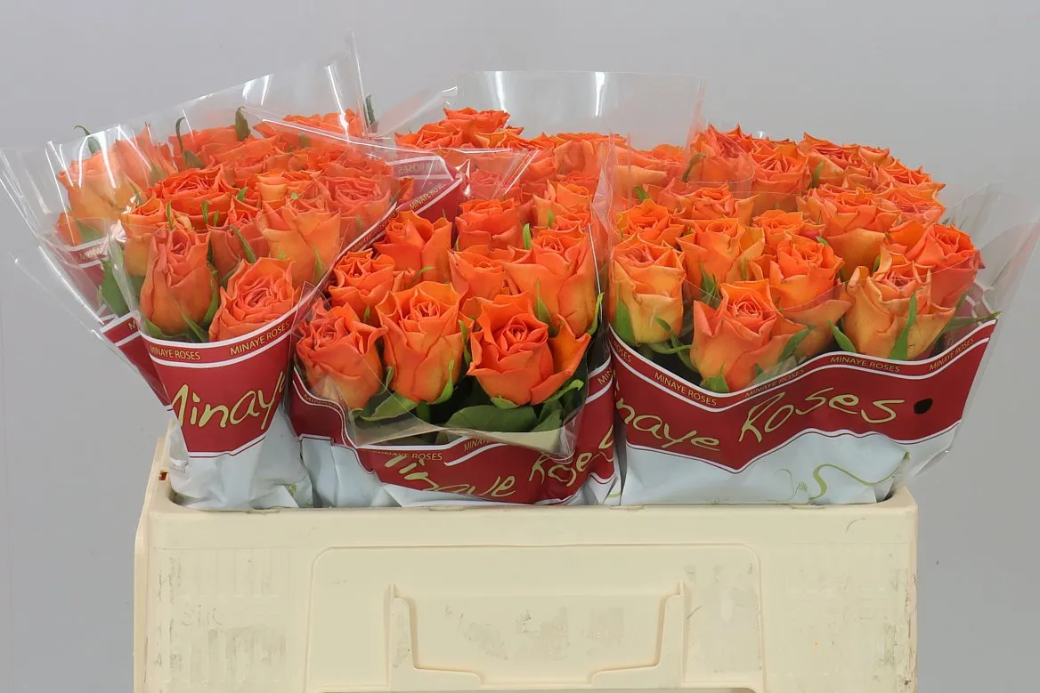 Ruža Orange Wave • 50 cm