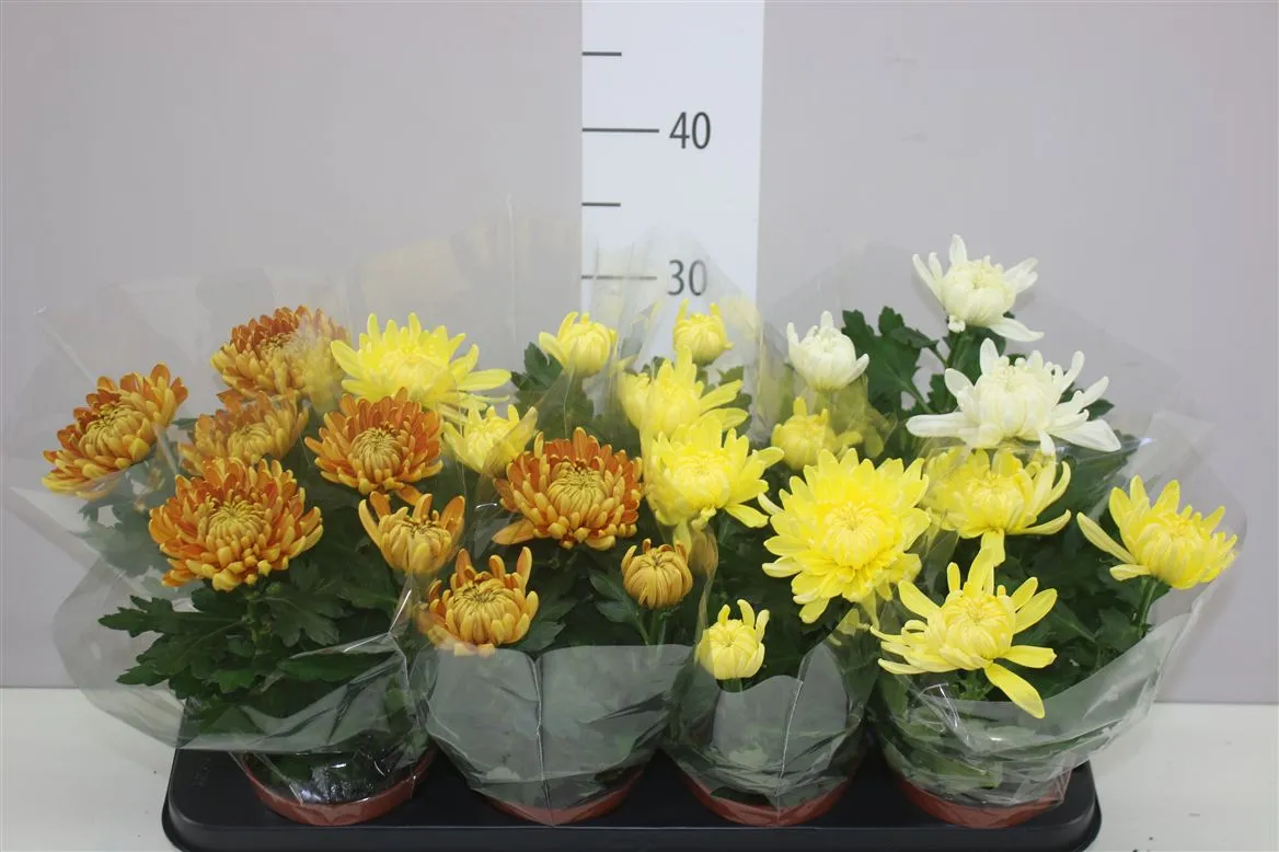 Chryzantéma črepníková Kena mix • črepník 12 cm