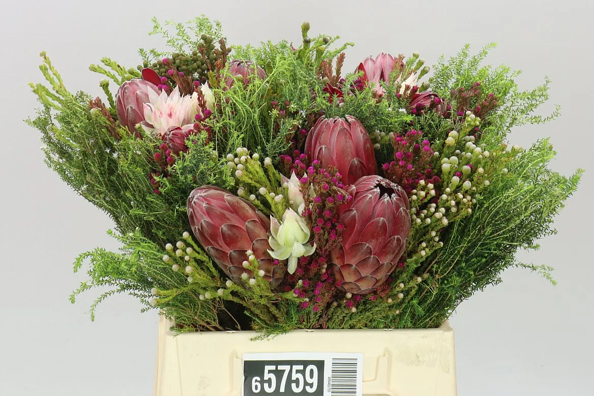 Bq Safari 3 Protea Tinted • 40 cm