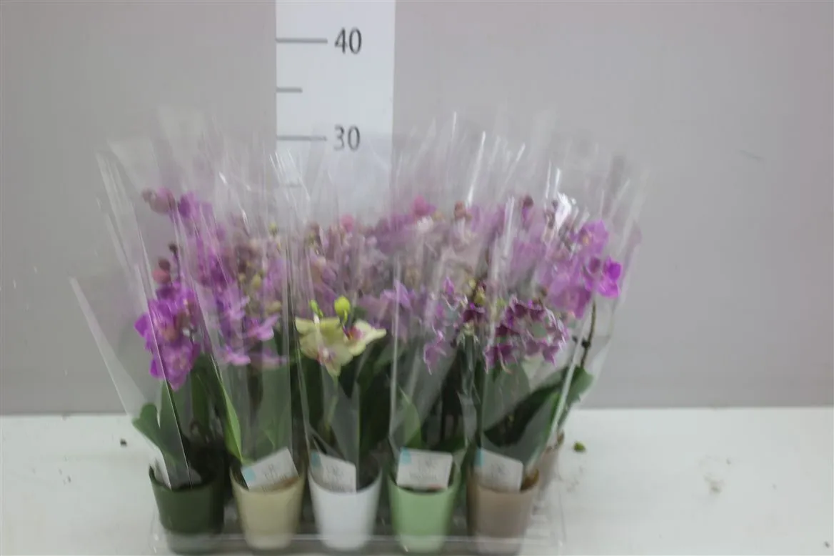 Phal Mini Mix 1 Tak In Glas • črepník 6 cm