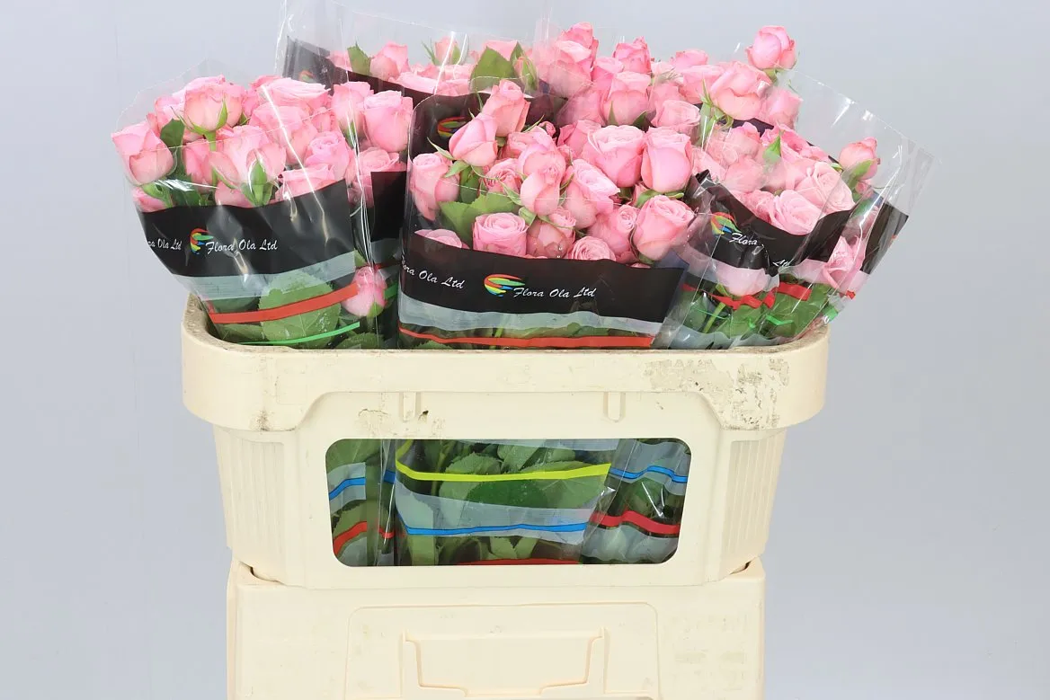 Rosa Tr Birds Nest • 70 cm