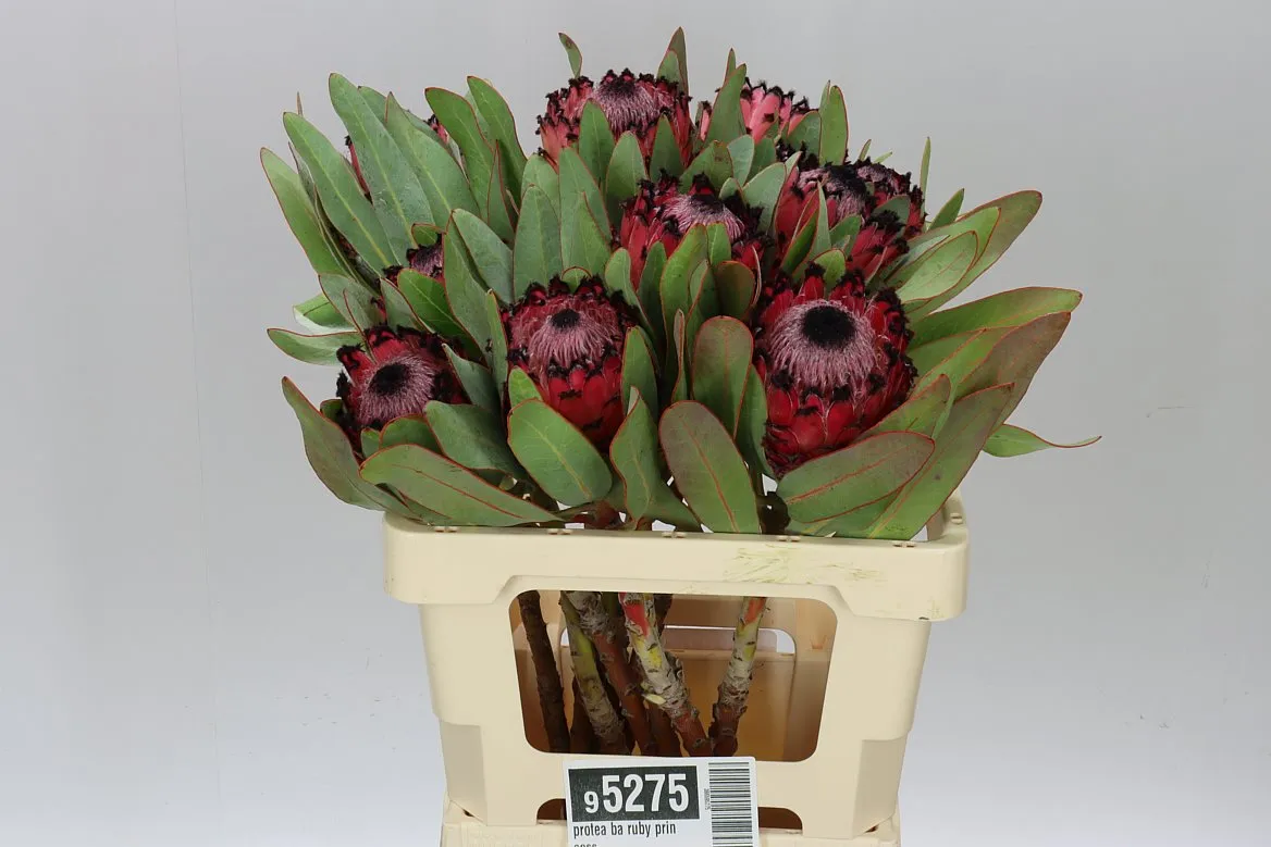 Protea Ba Ruby Princess • 60 cm