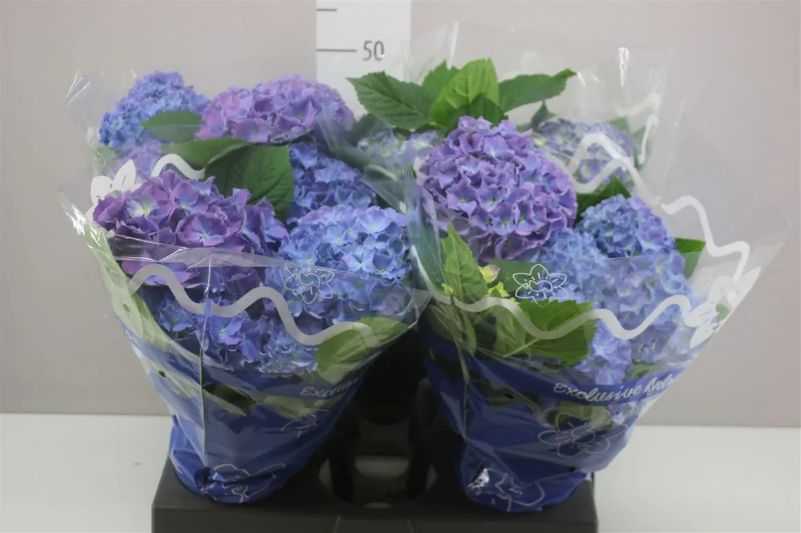 Hortenzia črepníková Blauer Zwerg 6-7 • črepník 14 cm