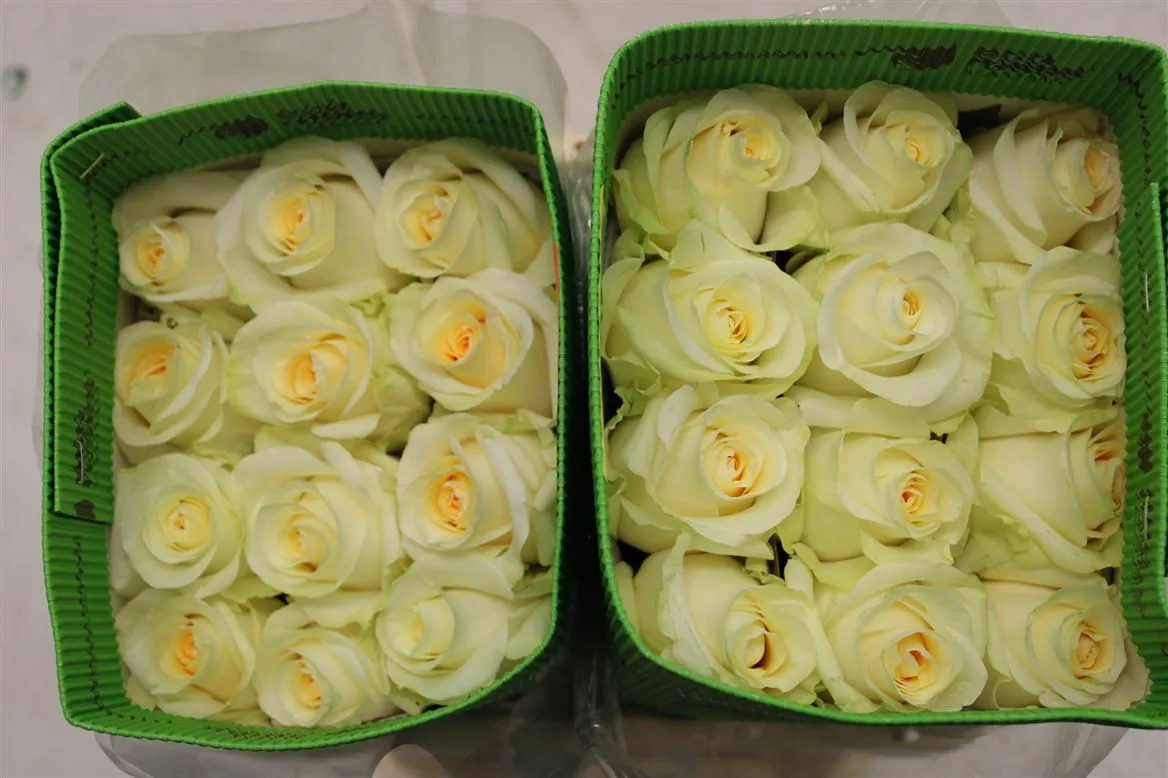 Rosa Gr Ec Creme De La Creme • 40 cm