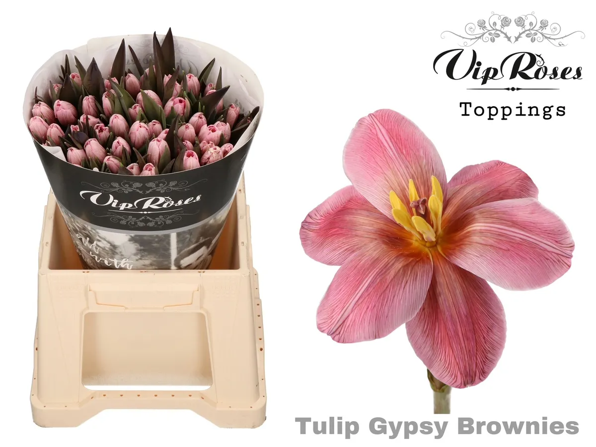 Tulipán jednoduchý Gypsy Brown • 40 cm