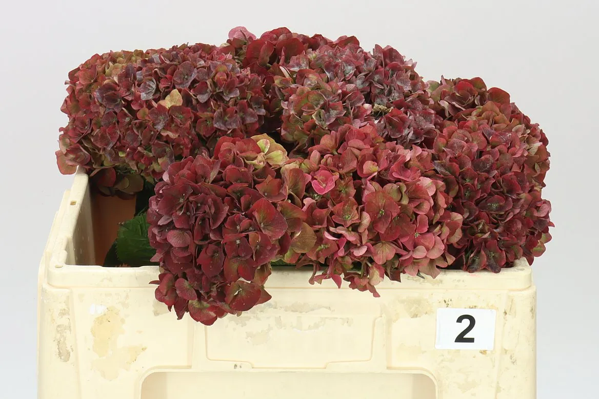 Hortenzia Rubyred Classic • 50 cm
