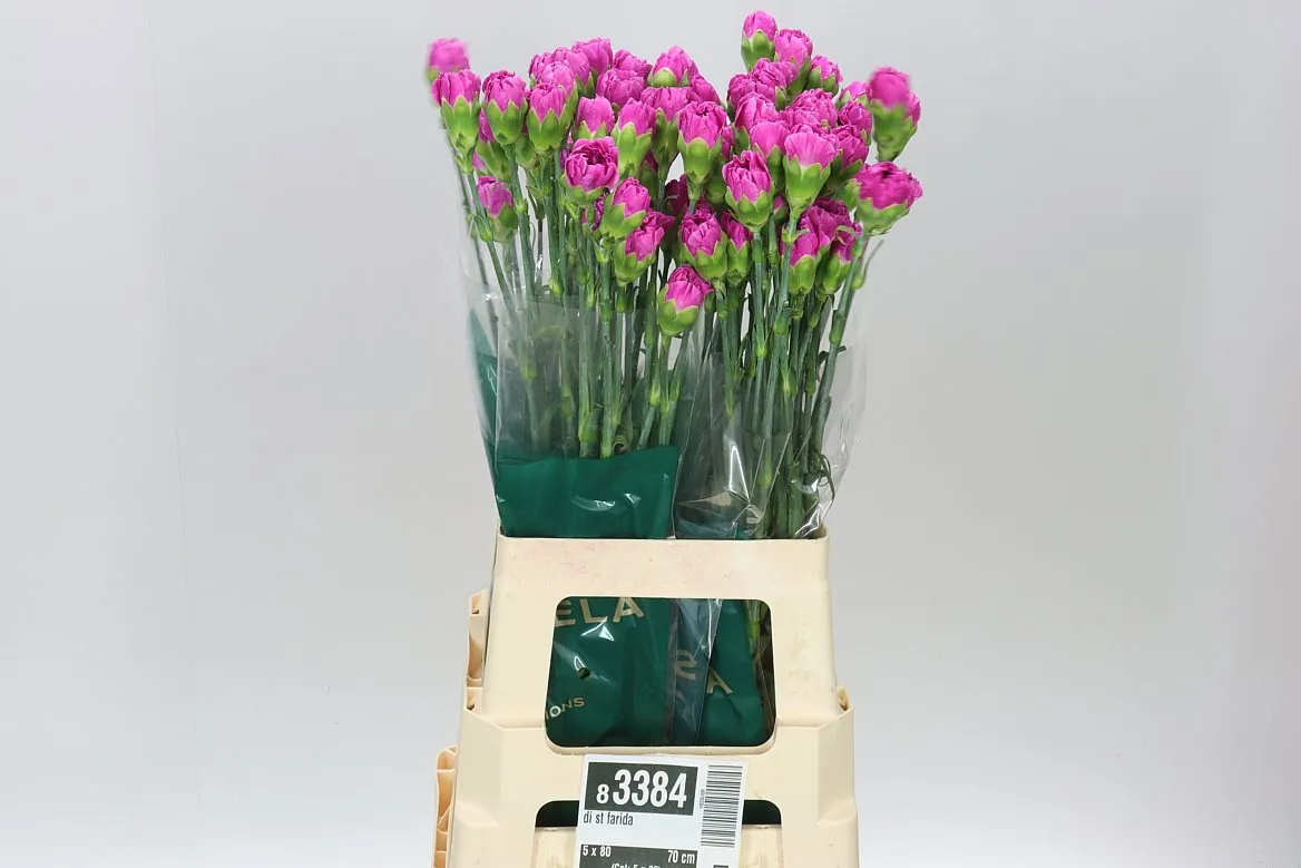 Karafiát Farida • 70 cm