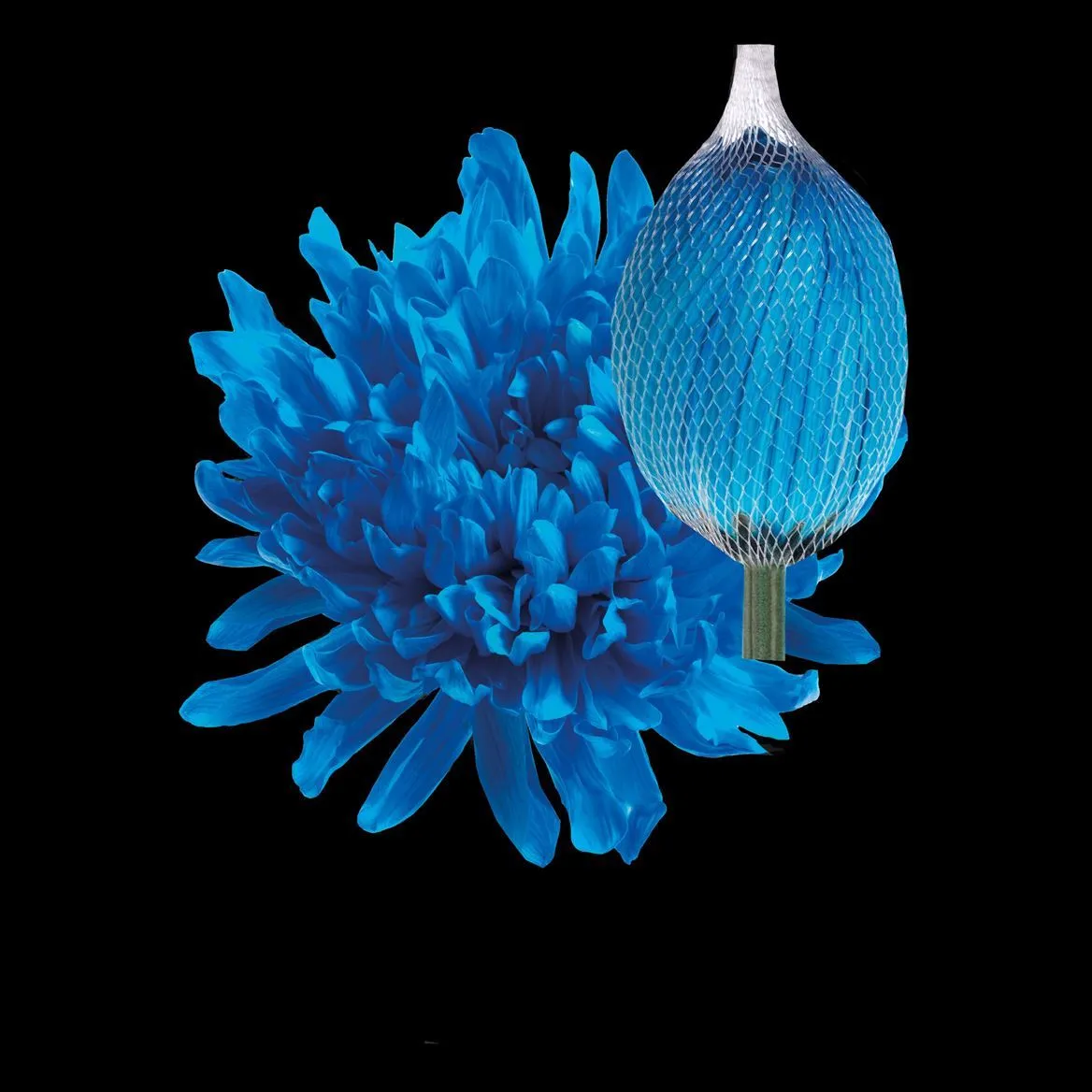 Chryzantéma veľkokvetá Antonov Light Blue • 70 cm