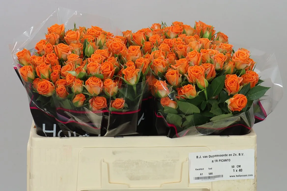 Rosa Tr Picanto • 50 cm