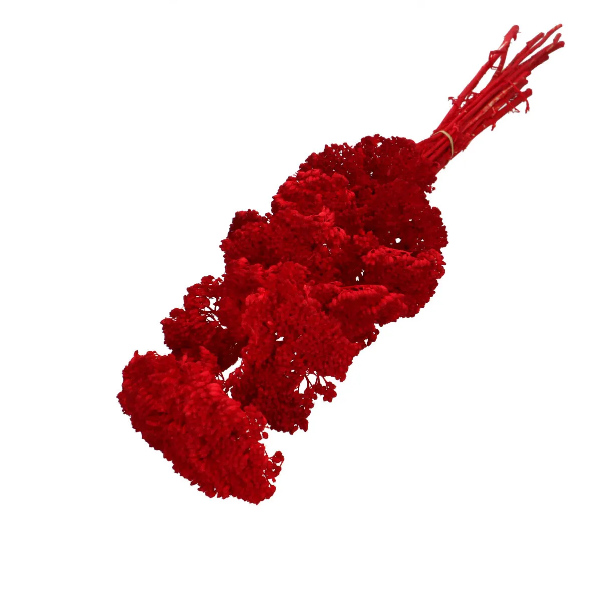 Sušený rebríček červený 65 cm