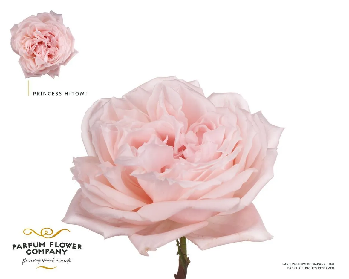 Rosa Gar Princess Hitomi • 50 cm