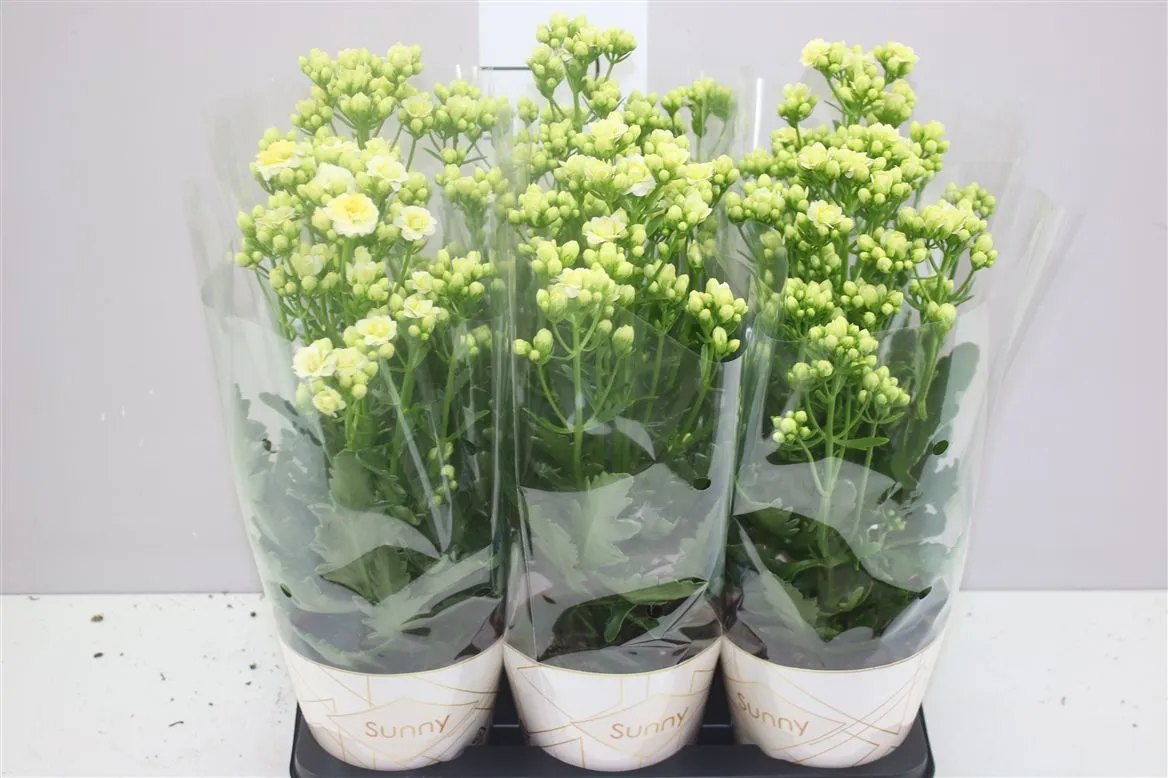 Kalanchoe Sunny White A2 • črepník 14 cm