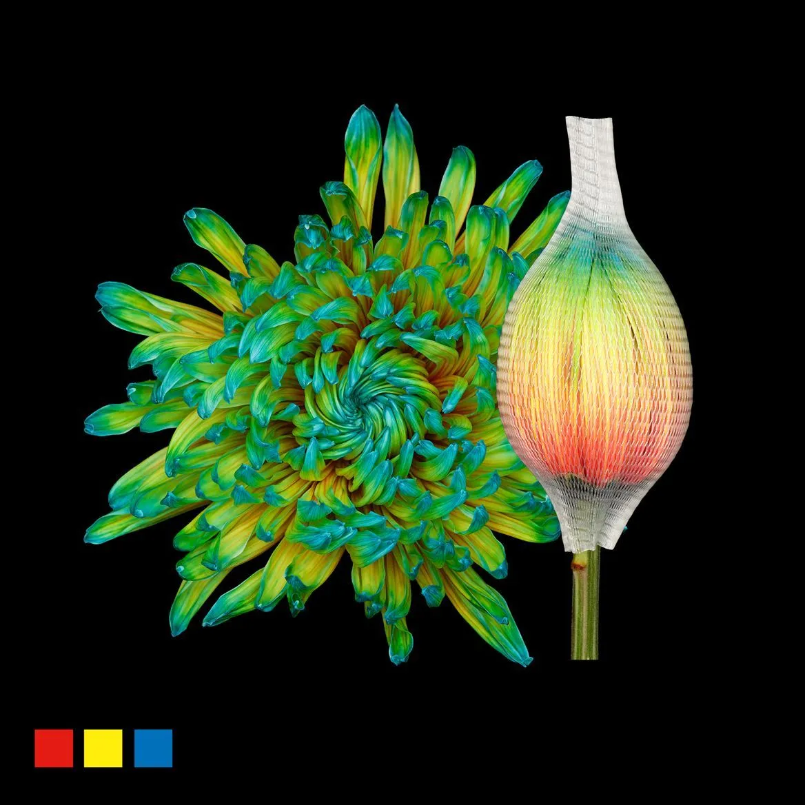 Chryzantéma veľkokvetá Stravina Curacao • 70 cm