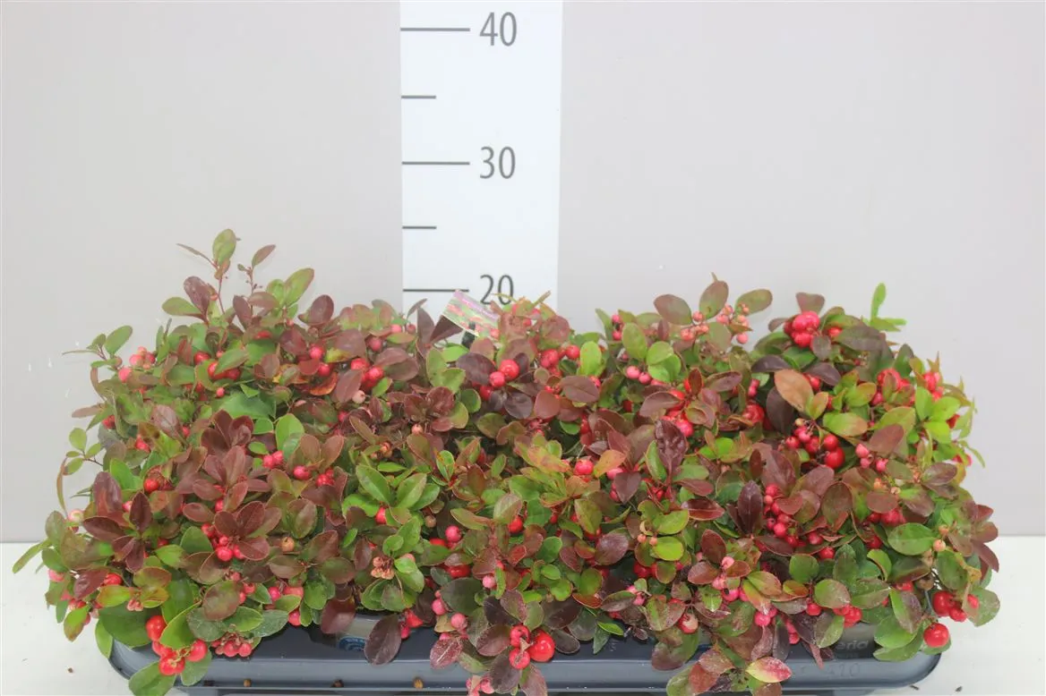 Gaultheria Procumb • črepník 10,5 cm