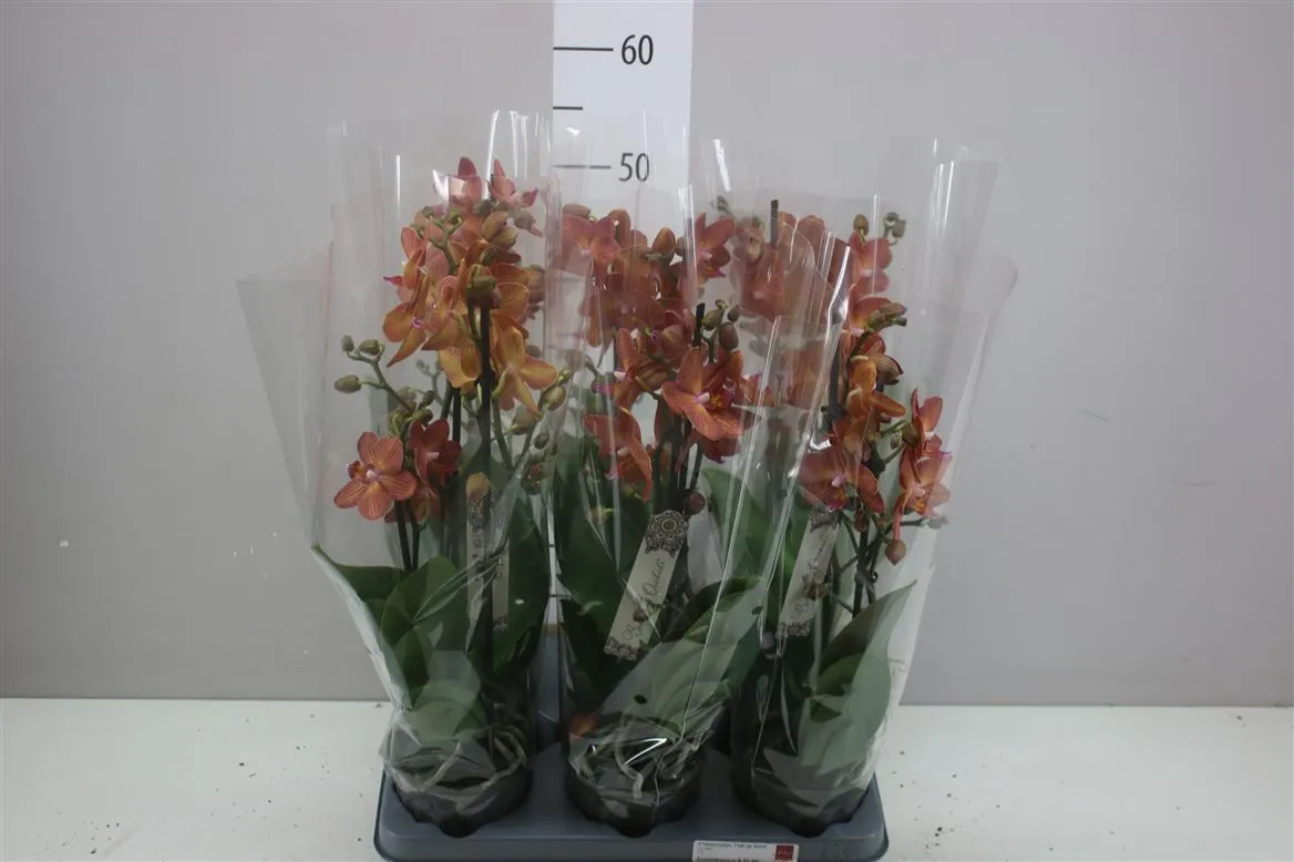 Orchidea Phalaenopsis oranžová, 2 výhony • črepník 12 cm