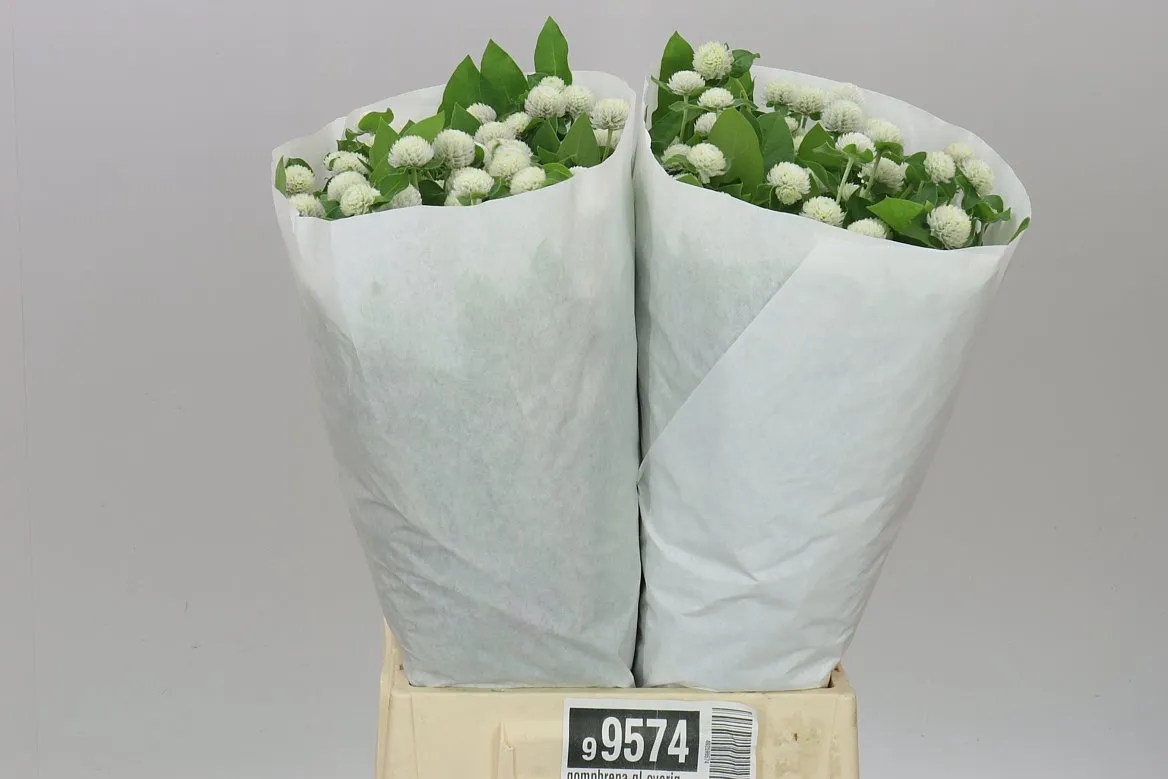 Gomphrena Gl Ov biela • 50 cm