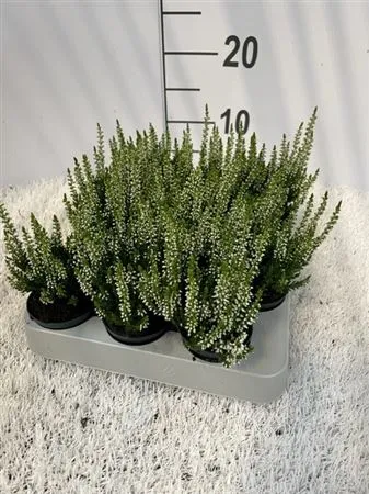 Calluna Beauty Ladies Mini Wit • črepník 6 cm