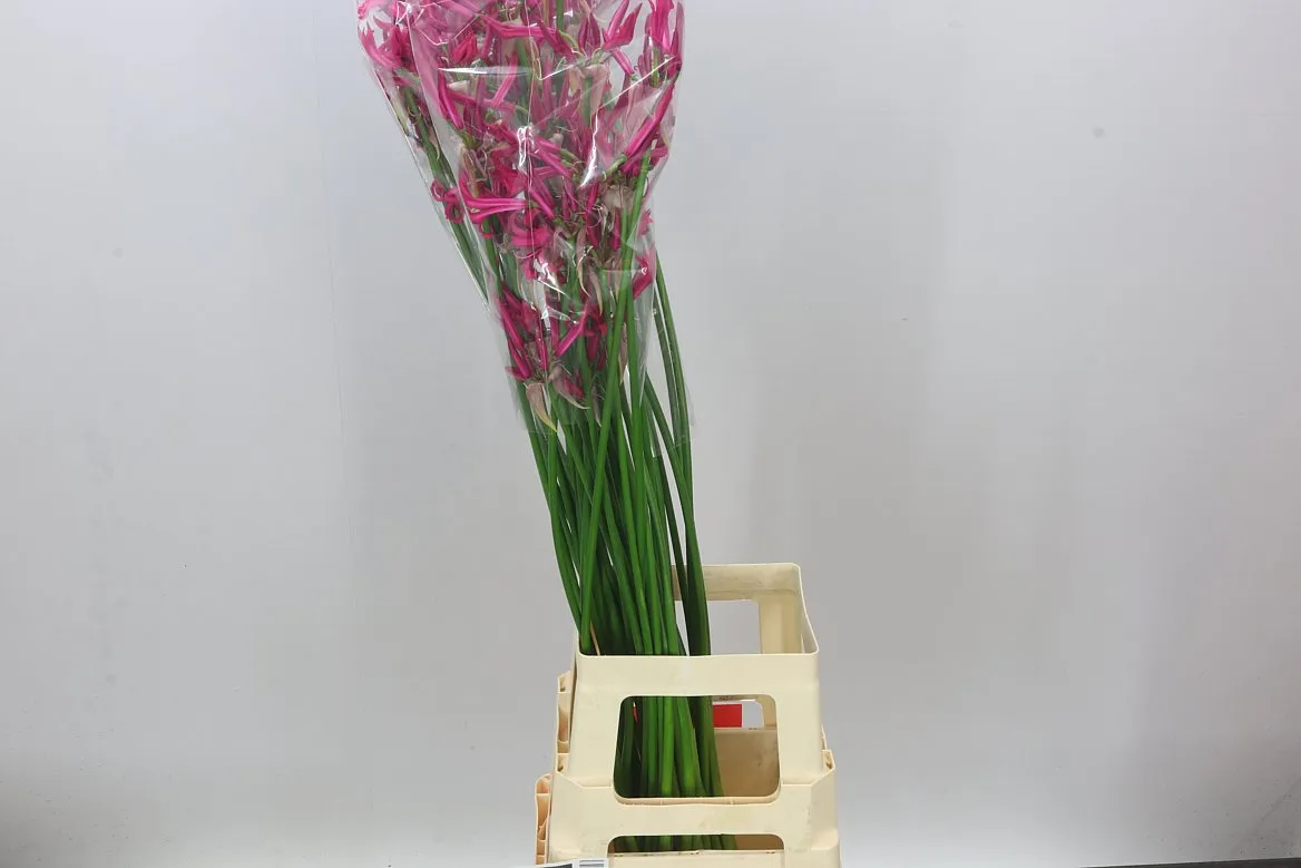 Nerine Bo Sanne Artistic • 80 cm