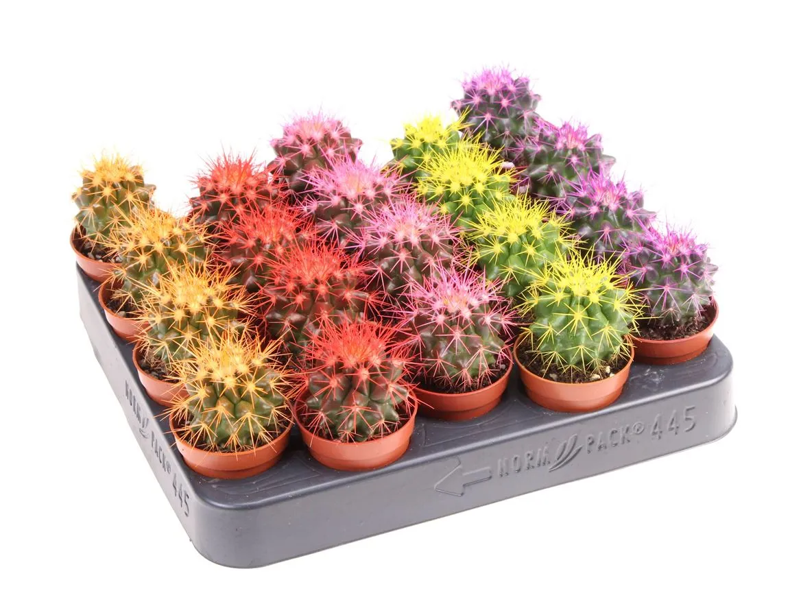 Echinocactus Rainbow mix • črepník 5,5 cm