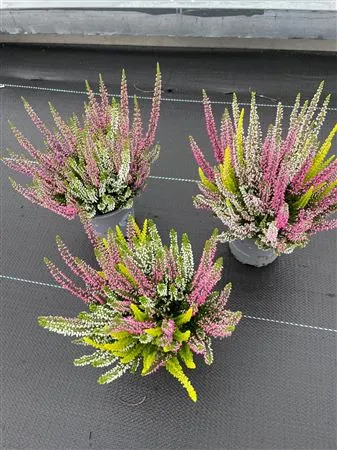 Calluna Beauty Ladies Trio Ametie • črepník 10,5 cm