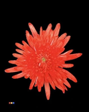 Chryzantéma veľkokvetá Topspin Pink • 70 cm