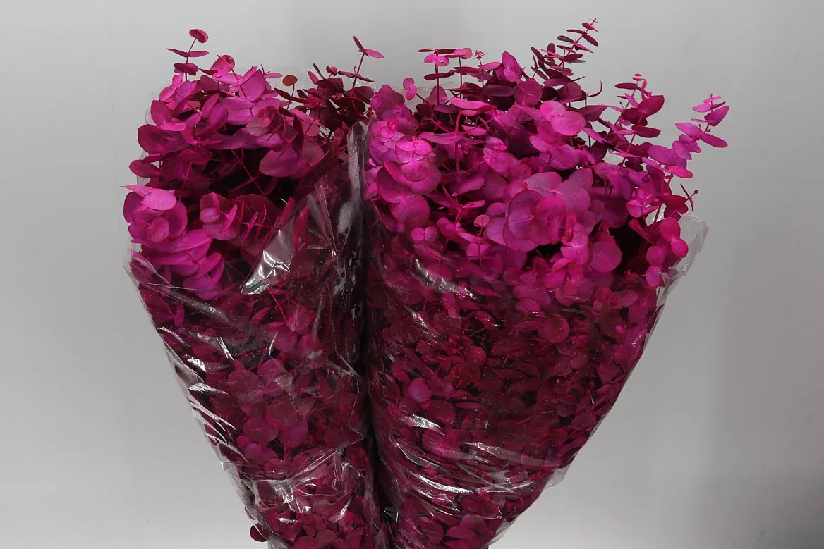 Cinerea Fuschia • 70 cm