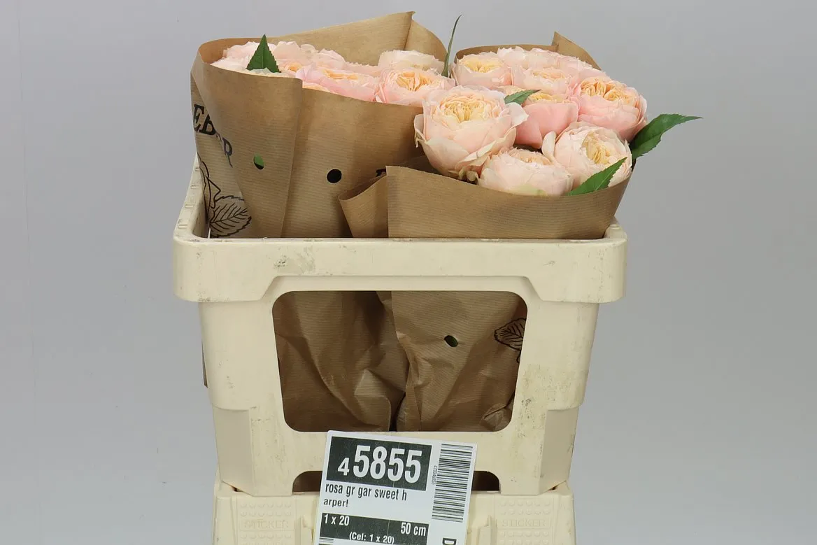 Rosa Gar Sweet Harper! • 50 cm