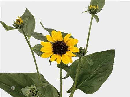 Helianthus A Sonja • 60 cm