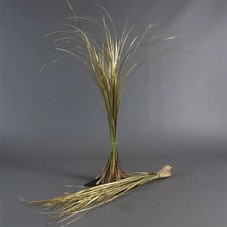 Beargrass Gold • 60 cm