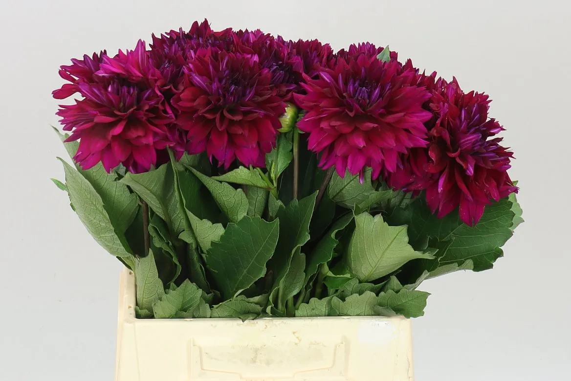 Dahlia Fuchsia Charm • 40 cm