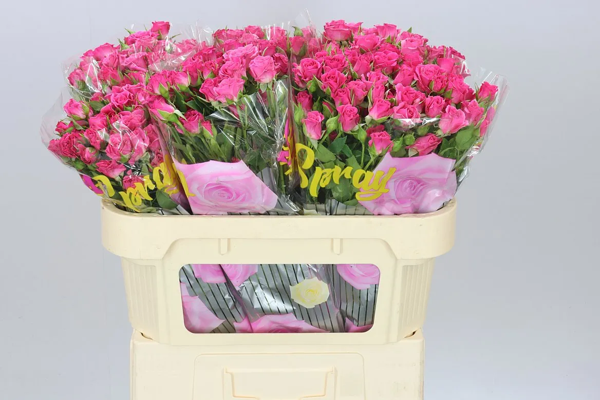 Rosa Tr Lianne • 70 cm