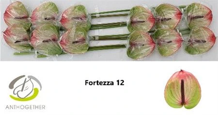Antúrium Fortezza