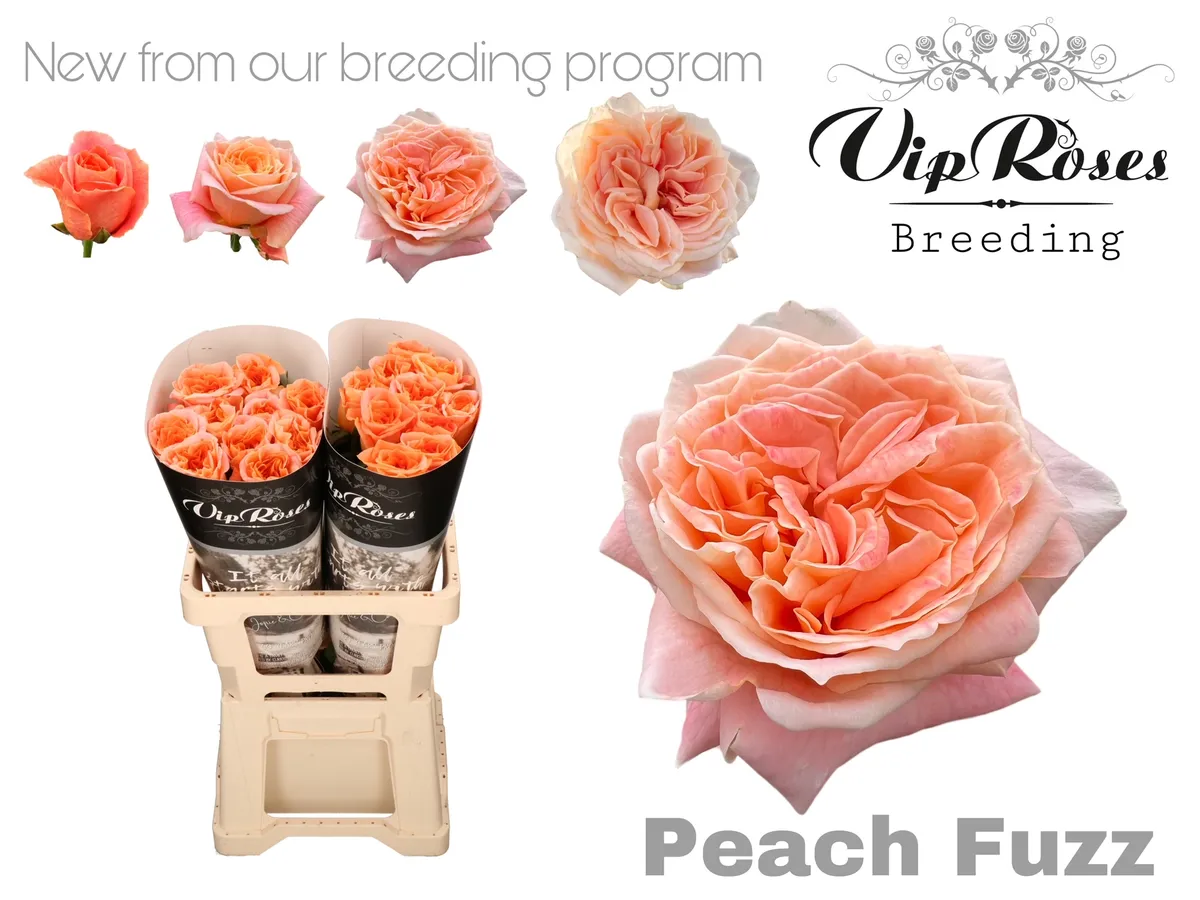 R Gr Peach Fuzz • 60 cm