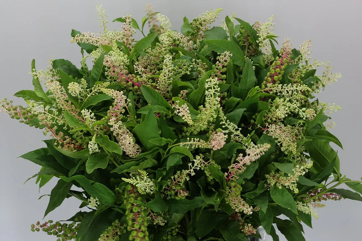 Phytolacca • 60 cm