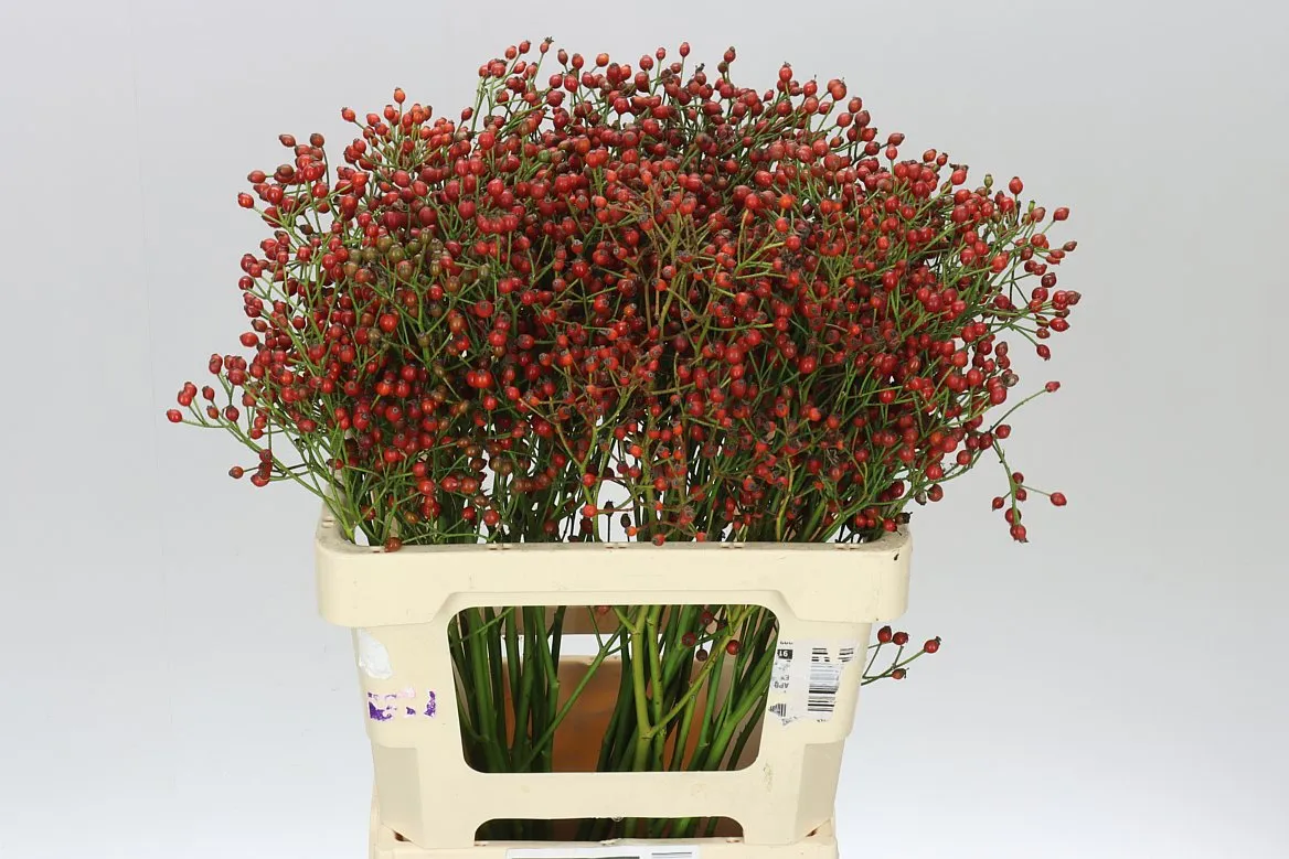 Rozenbottel Mag Red Cascade • 60 cm