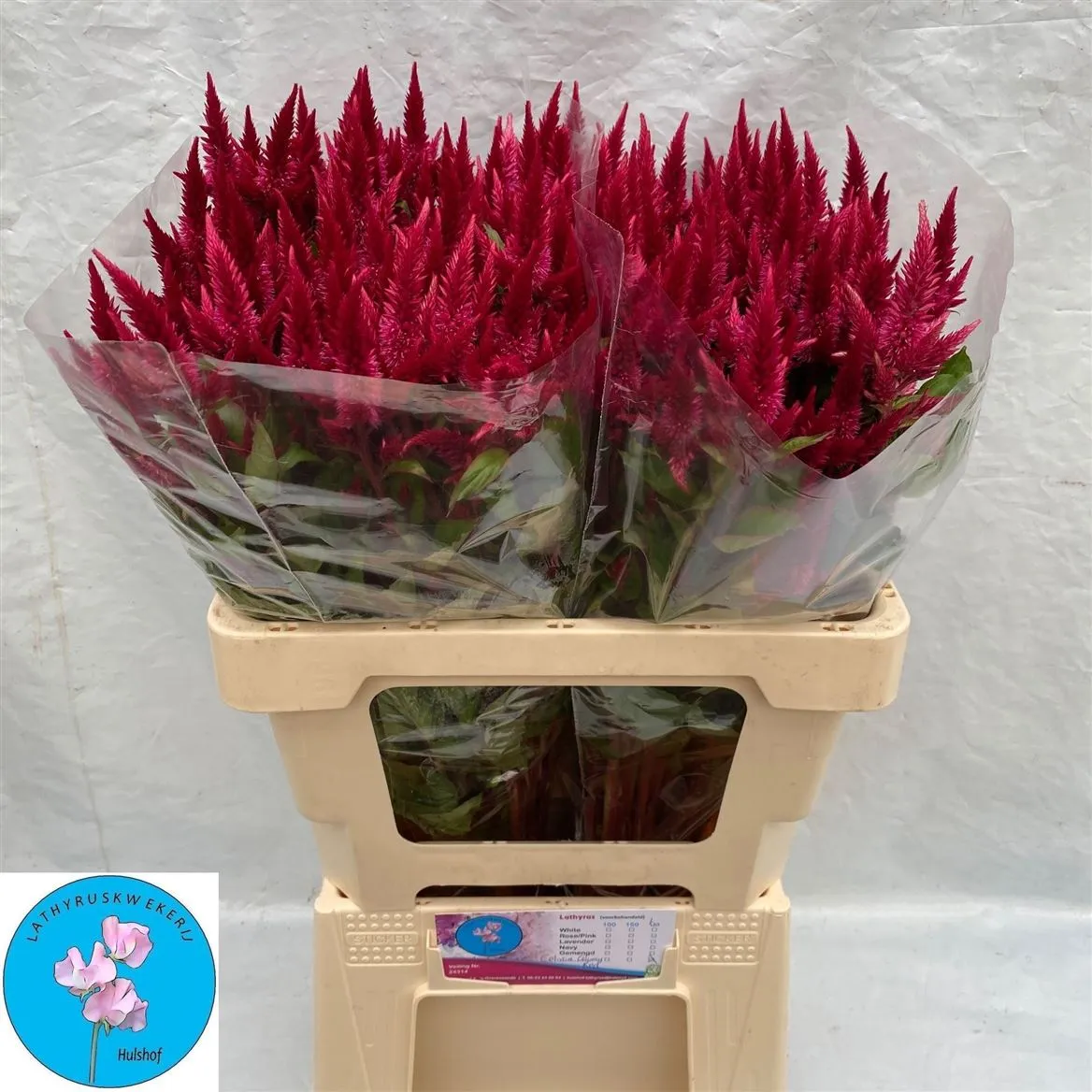 Celosia Sp Celway Red • 60 cm