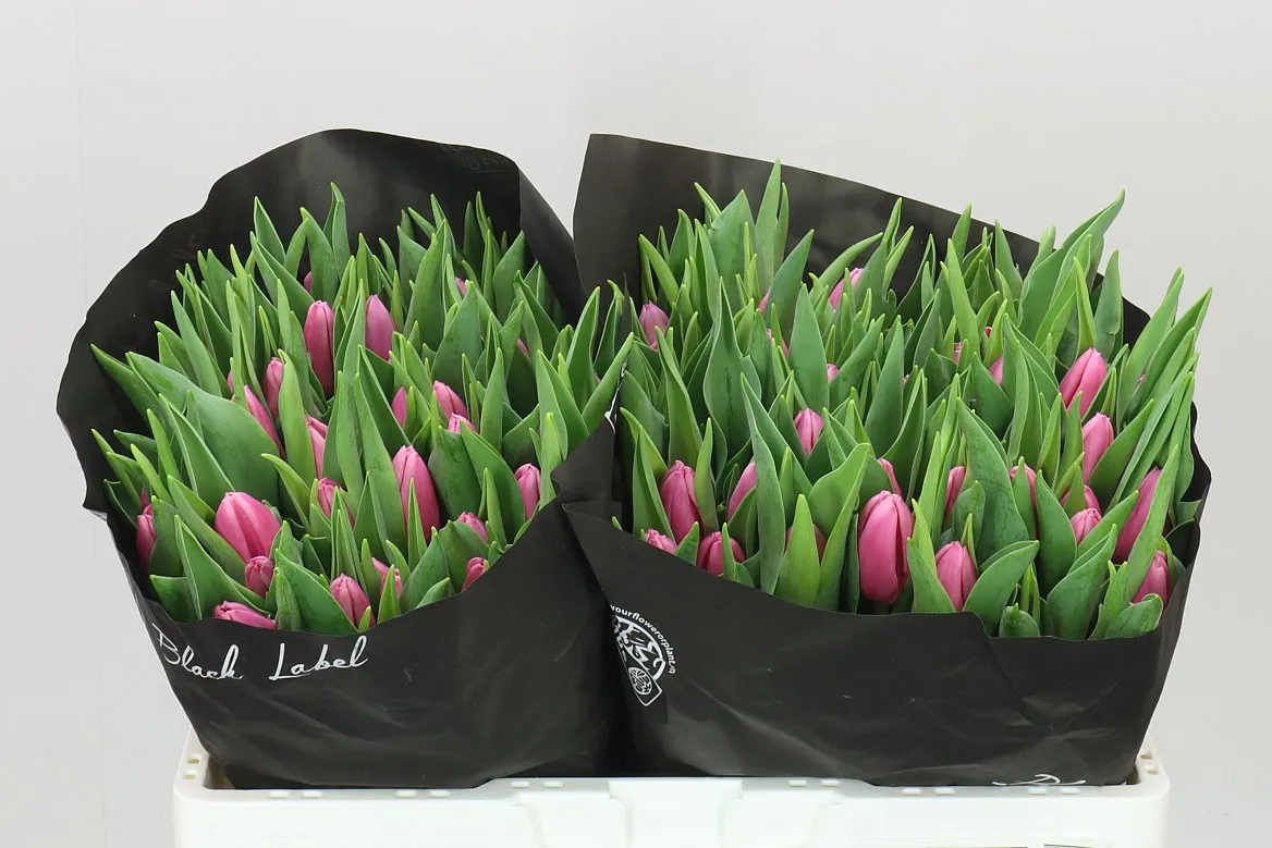 Tulipán jednoduchý Sirikit • 37 cm