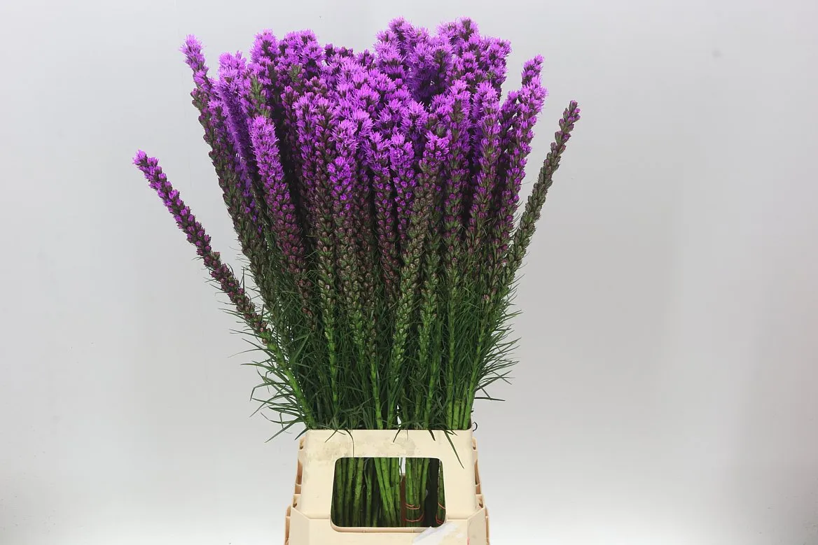 Liatris Callilepis • 80 cm