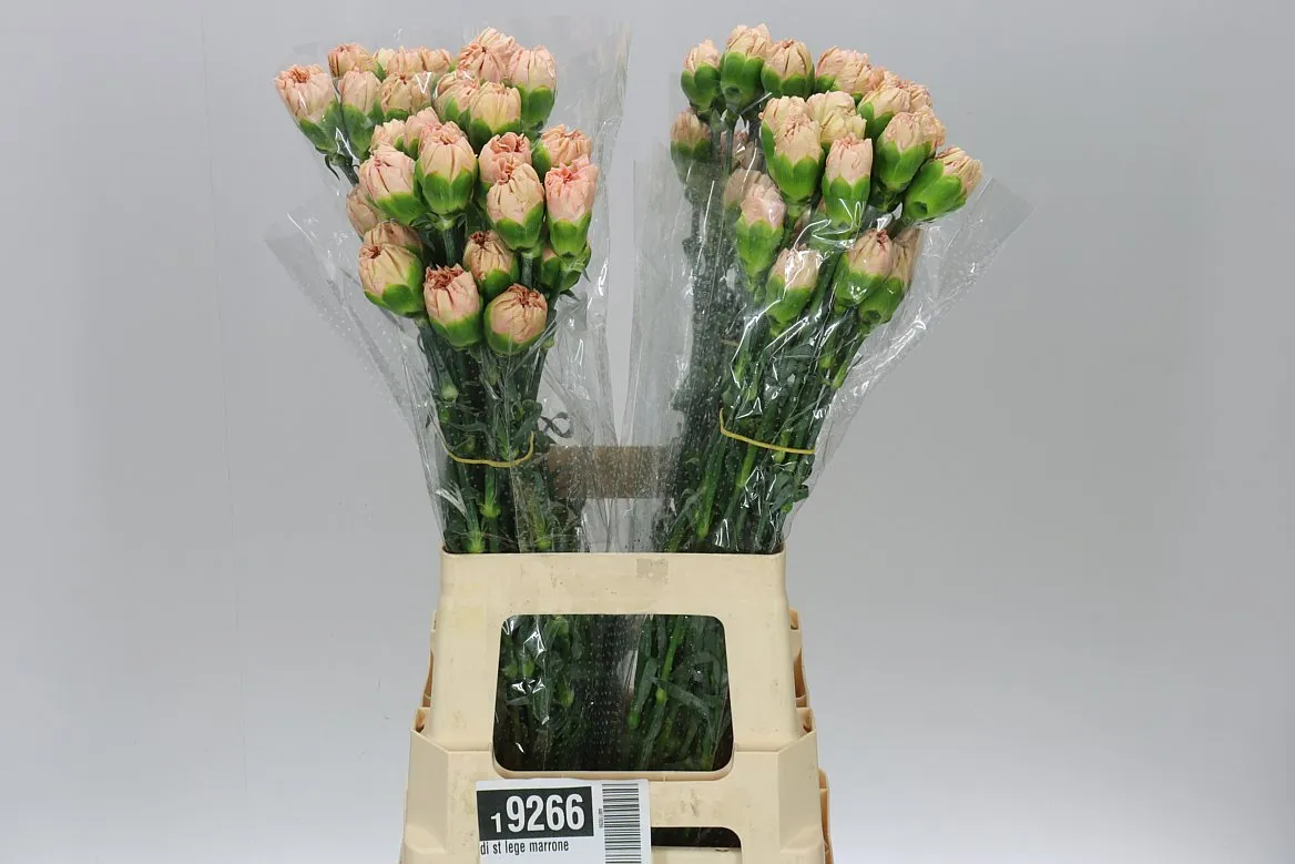 Di St Lege Marrone • 70 cm