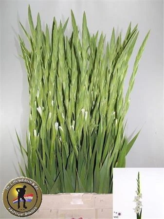 Gladiola Nova Zembla • 110 cm