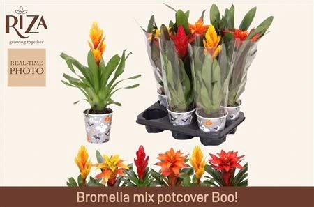 Brómelia mix • črepník 12 cm