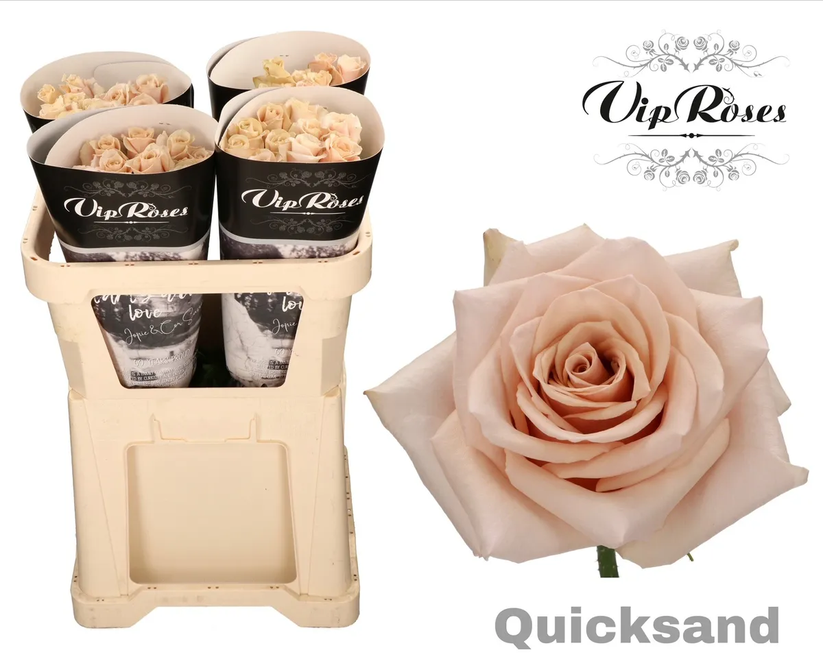 R Gr Quicksand X40 • 70 cm