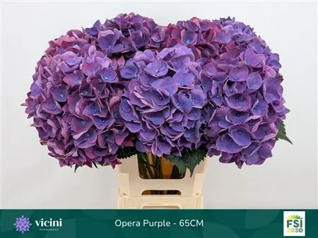 Hyd Opera • 65 cm