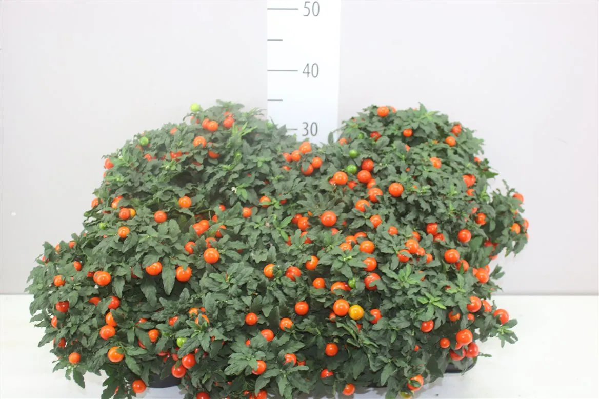 Solanum Mandarin • črepník 17 cm